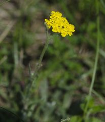 Achillea tomentosa