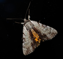 Catocala gracilis