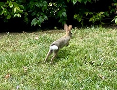 Sylvilagus audubonii