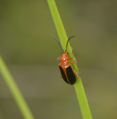 Phyllobrotica