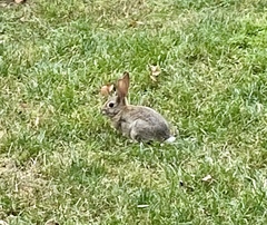 Sylvilagus audubonii