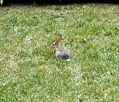 Sylvilagus audubonii