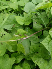 Orthoptera