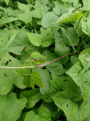 Orthoptera