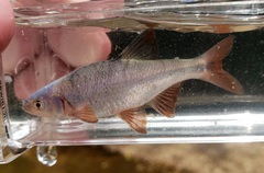 Lythrurus umbratilis