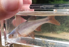 Lythrurus umbratilis