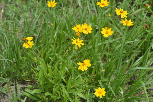 Coreopsis lanceolata image