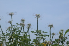 Cleome spinosa