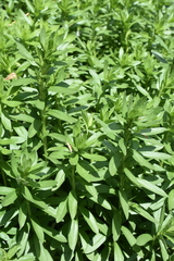 Sericocarpus rigidus