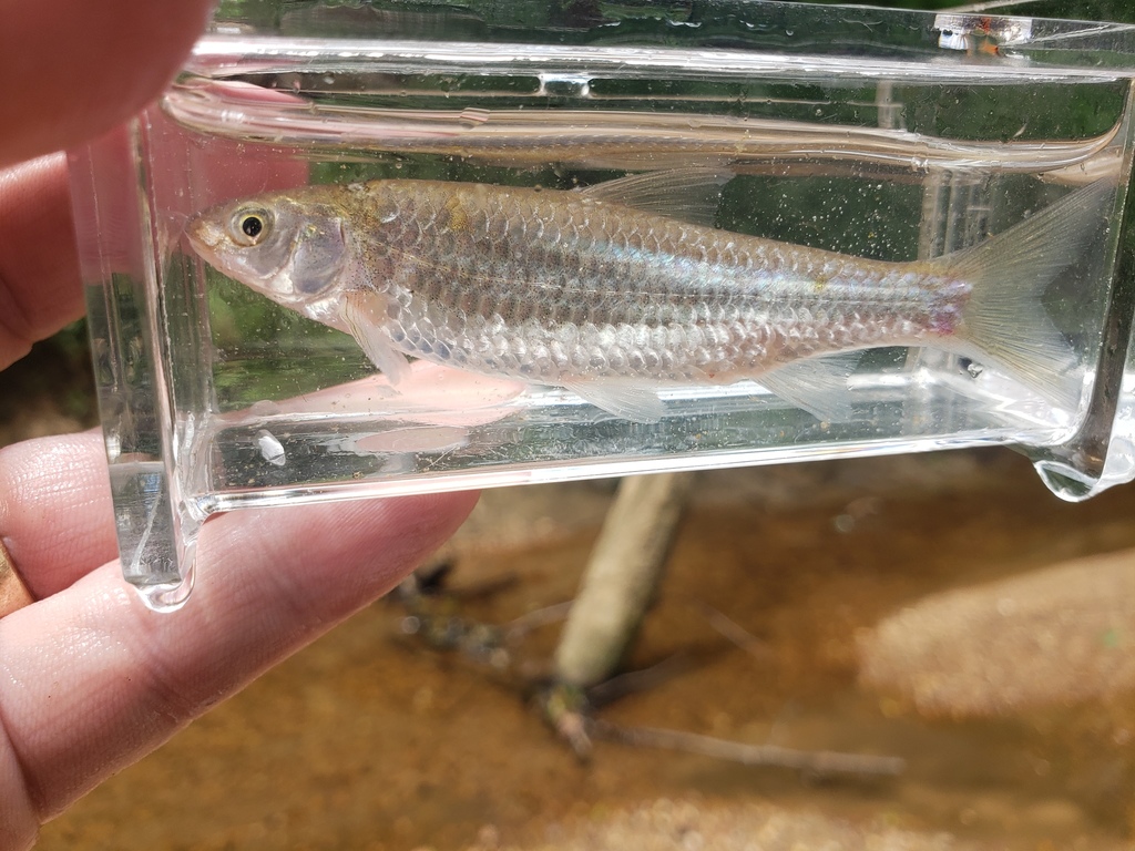 Mississippi Silvery Minnow from Graves County, KY, USA on June 05, 2020