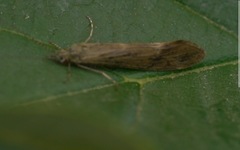 Athripsodes cinereus