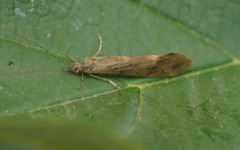 Athripsodes cinereus