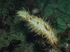 Eupentacta quinquesemita