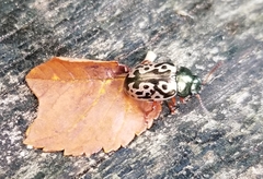 Calligrapha confluens