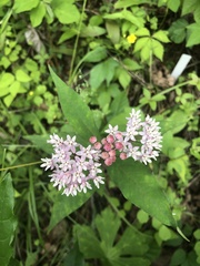 Asclepias quadrifolia