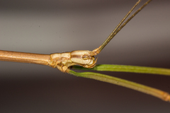 Diapheromera calcarata