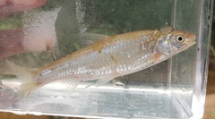 Hybognathus nuchalis