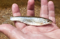 Hybognathus nuchalis