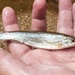 Mississippi Silvery Minnow - Photo (c) jasonrl, some rights reserved (CC BY-NC)
