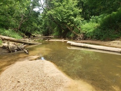 Hybognathus nuchalis