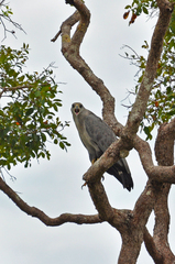 Buteogallus coronatus