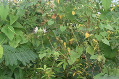 Cleome spinosa