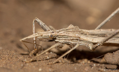 Pygolampis pectoralis