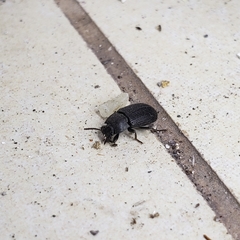 Asiopus minimus