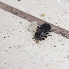 Asiopus minimus