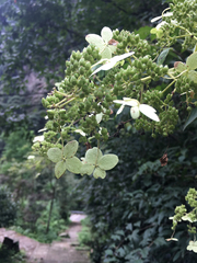 Hydrangea chinensis