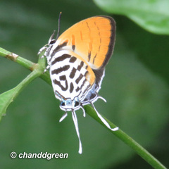 Drupadia ravindra