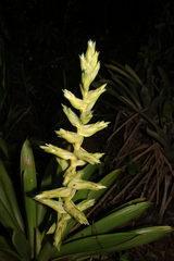 Vriesea pleiosticha