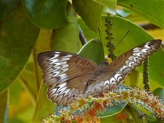 Euthalia monina monina