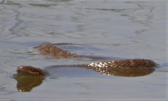 Nerodia erythrogaster