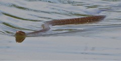 Nerodia erythrogaster