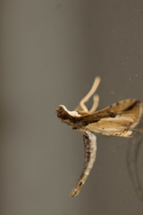 Crambidae