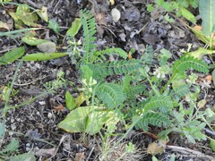 Vicia lutea