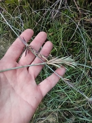 Eragrostis interrupta