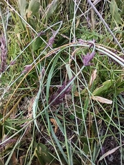 Eragrostis interrupta