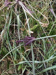Eragrostis interrupta