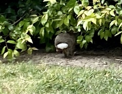 Sylvilagus audubonii