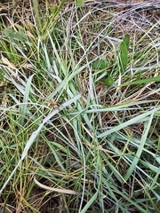 Eragrostis interrupta
