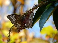 Euthalia monina monina