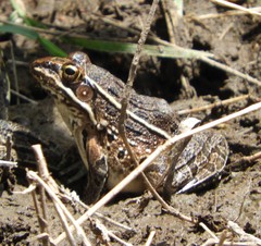 Lithobates blairi