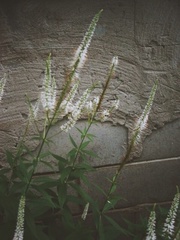 Veronicastrum