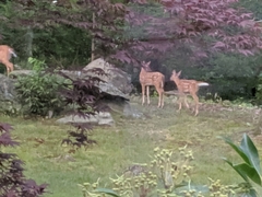 Odocoileus virginianus