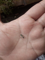 Syrphidae