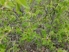 Thamnophis saurita septentrionalis
