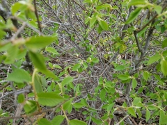 Thamnophis saurita septentrionalis
