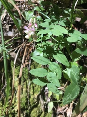 Vicia gigantea